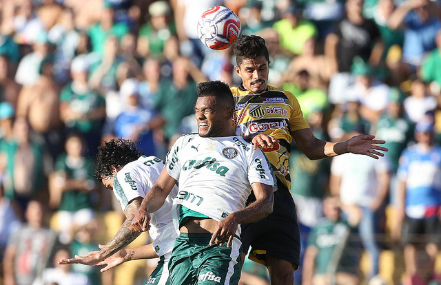 Palmeiras x Novorizontino – Tigre ainda sonha em ser zebra no Pacaembu