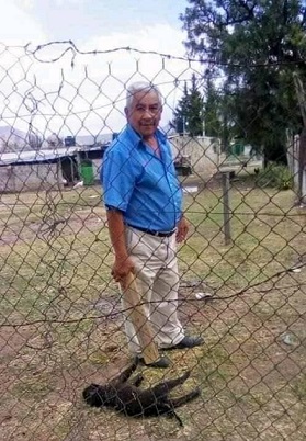 Enquanto um cão é assassinado, outro importuna uma repórter