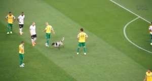 Invasão de cachorro pode fazer Corinthians ser punido no STJD