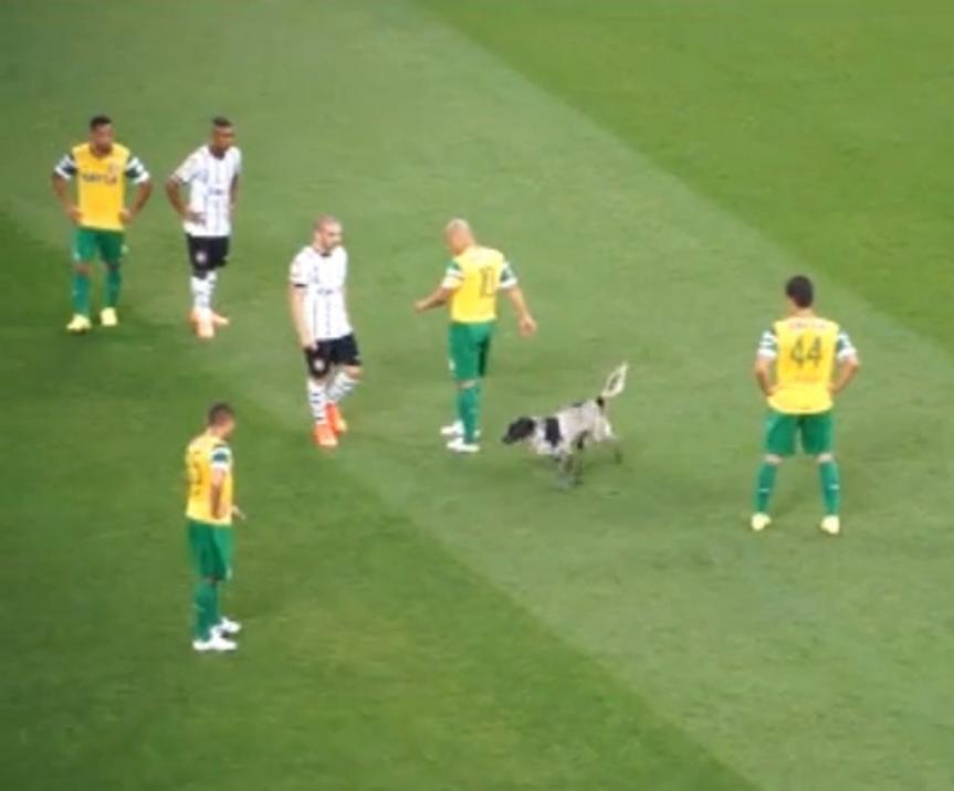 Cachorro surpreendeu e atrasou o reinício do duelo entre Corinthians e Coritiba - Reprodução TV