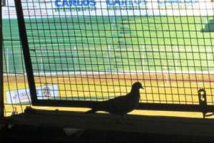 Segundona: Prefeito de São Carlos promete melhorias no abandonado Luisão