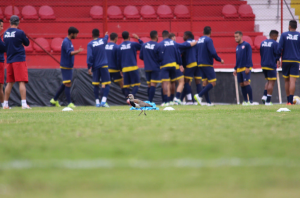 Paulistão: Antes de finalíssima contra o Santos, Audax reforça concentração