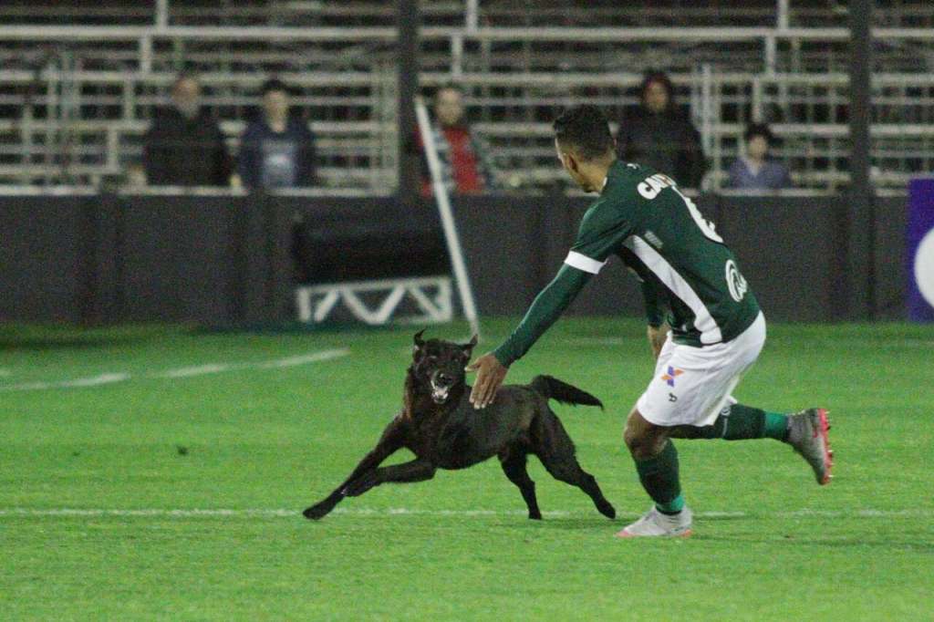 Cachorro correu atrás do lateral-esquerdo Juninho após o gol de empate marcado pelo Goiás - Carlos Insaurriaga/Brasil de Pelotas