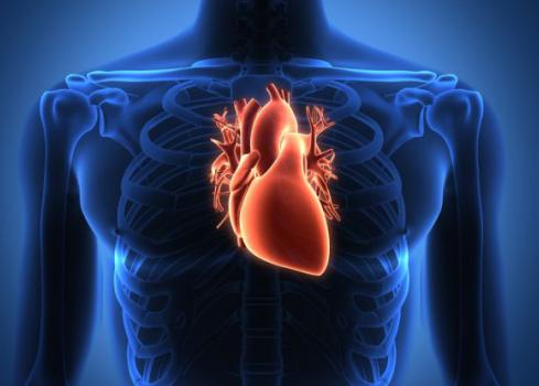 Coração é um músculo e precisa ser treinado de forma moderada