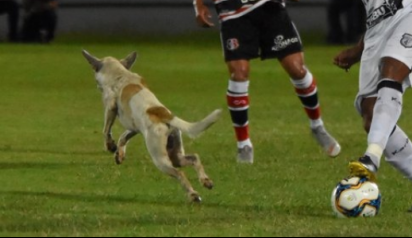 Cachorro invade gramado em jogo da Série C e leva torcida ao delírio