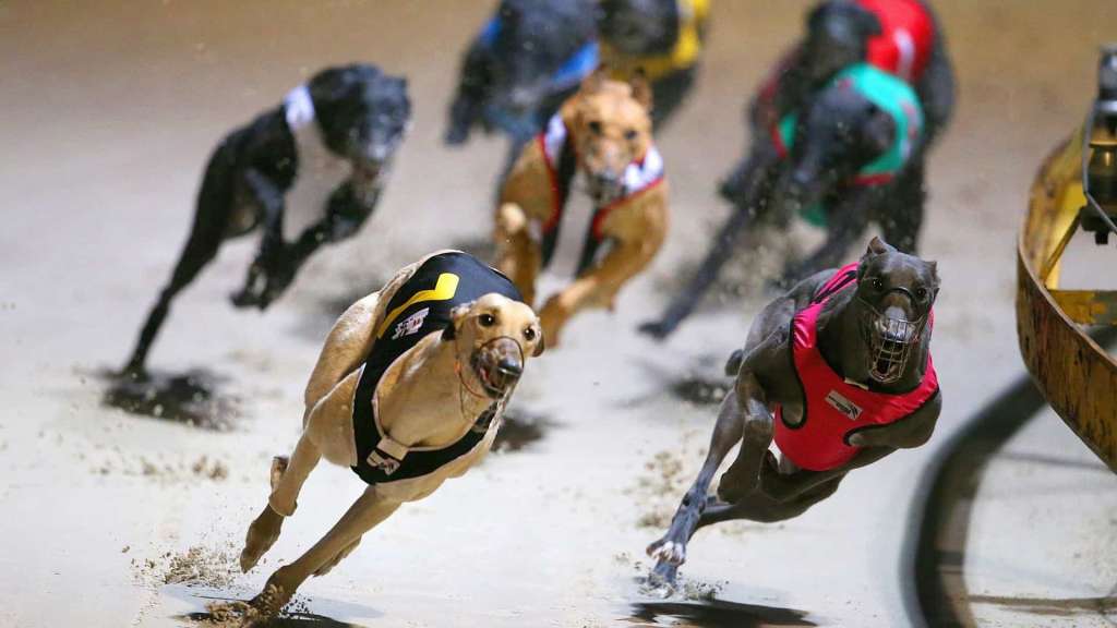 Como Apostar em Galgos - Dicas e Palpites de Aposta no Famoso Greyhound Racing 2 0002050512089 img