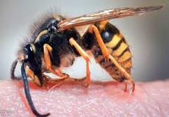 Armadilha de pontepretano provoca ferroadas em palmeirenses