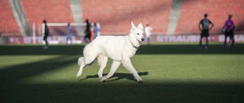 Na Europa, jogo é paralisado após cachorro de presidente invadir o campo