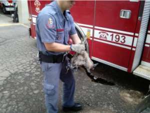 Prenúncio da tragédia? Urubu ferido é resgatado em banheiro do Brinco