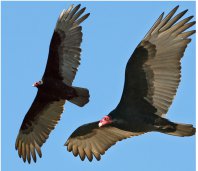 Incrível: Urubus impedem que antiga sede de time da Série A2 seja extinta