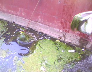 Sul-Americana: Imundice! Descuido do Lanús deixa estádio lotado de algas