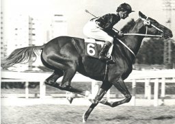 Hipismo: Prova Especial Viziane é teste de fôlego no Jockey Clube de São Paulo