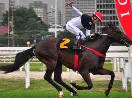 Hipismo: II Copa São Paulo de Velocidade é garantia de emoção no Jockey Club