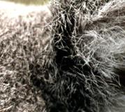 Mais uma vez! Santista morre após confronto com torcedores do São Paulo