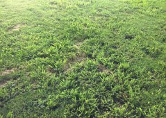 Guaratinguetá 1 x 1 Red Bull – Gramado e arbitragem prejudicam Toro Loko