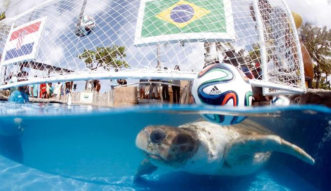 Tartaruga ‘prevê’ vitória do Brasil sobre a Croácia