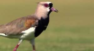 Quero-quero coloca ovo dentro de campo e paralisa jogo de Estadual