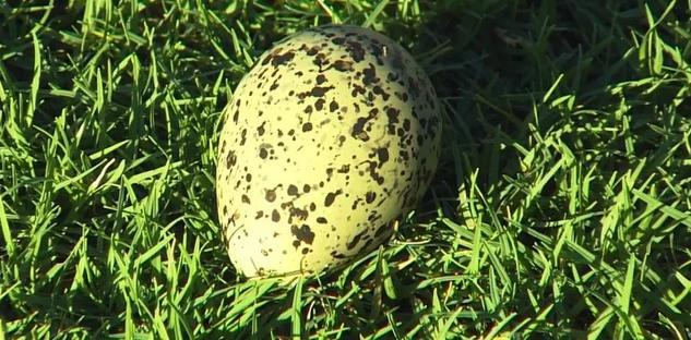 ... e ovo no gramado. (Foto: Reprodução)