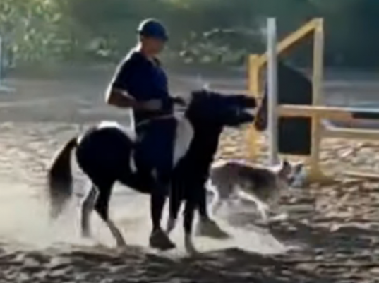 Cavaleiro brasileiro é suspenso por três anos por maus tratos aos animais