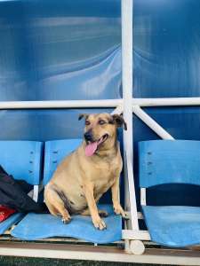 Cachorro participa de aquecimento antes de jogo do Goiano. Veja!