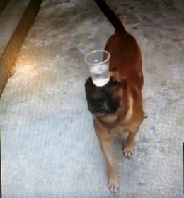 Imprevisibilidade dos cães