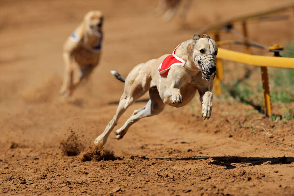 corrida-de-galgos-ao-vivo