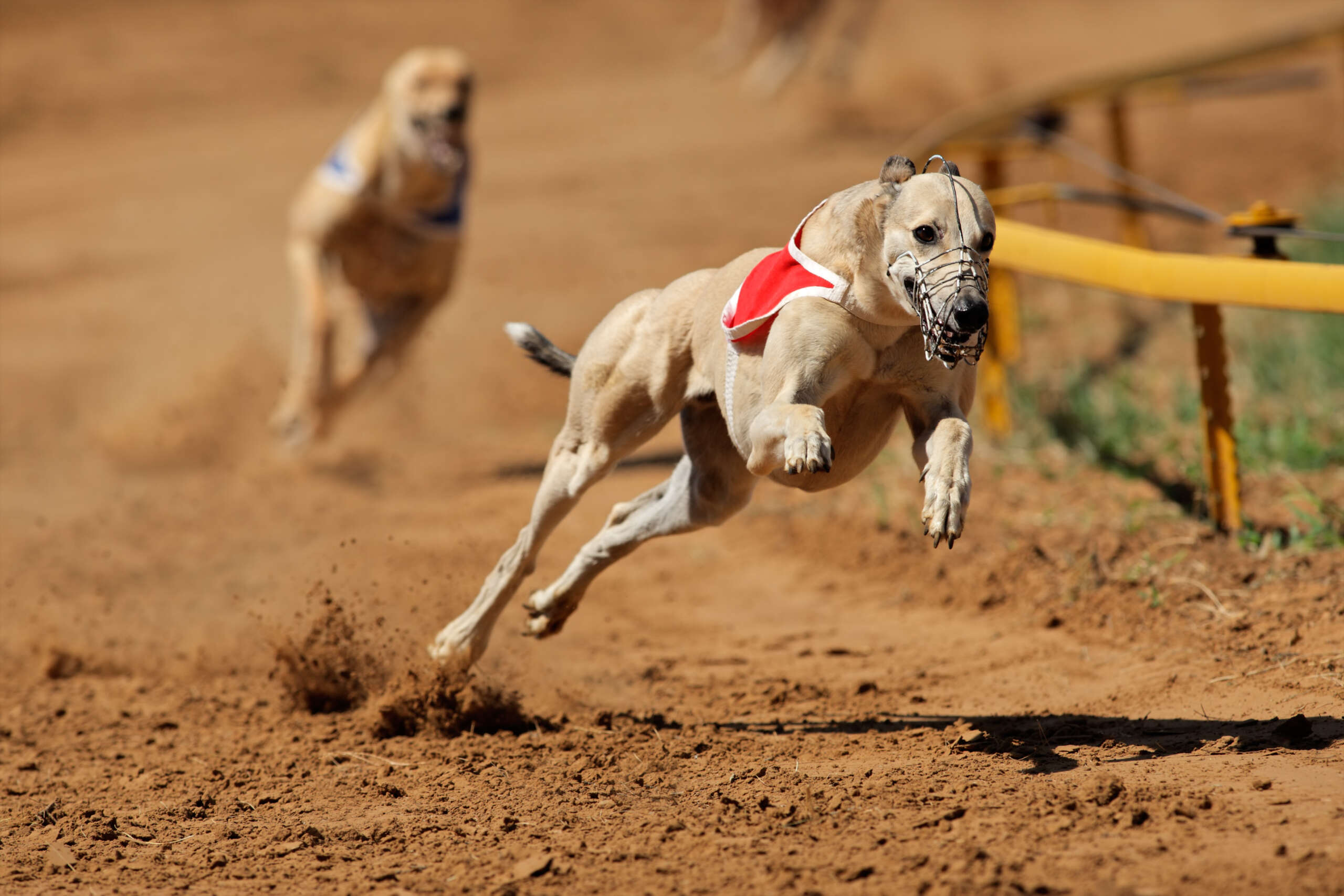 Corrida de galgos ao vivo – Saiba como Assistir Online