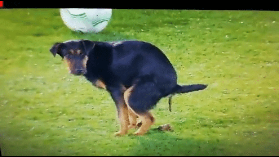 cachorro conference league