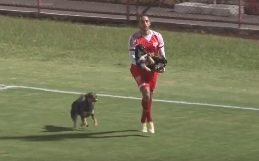 audax cachorro jogo