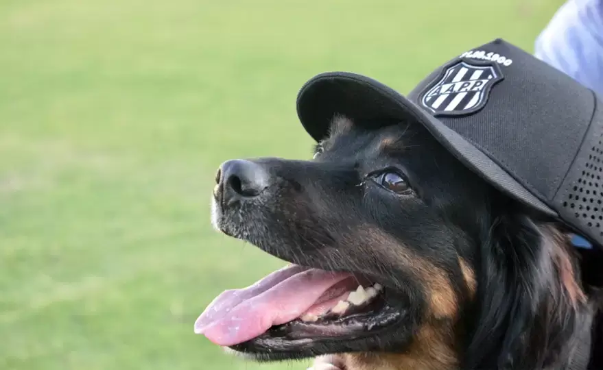 Ponte terá reforço de cachorro pé-quente contra o Brusque