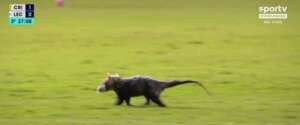 Criciúma 1 x 0 Londrina - Vitória com presença de um gambá