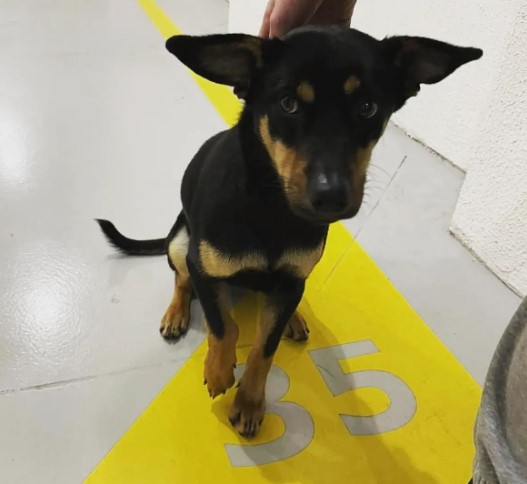 Torcedor do Coritiba resgata cachorro que invadiu gramado e o batiza de ‘Manga’