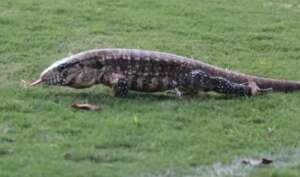 Série B: Lagarto teiú invade coletivo da Ponte Preta e pode ser 