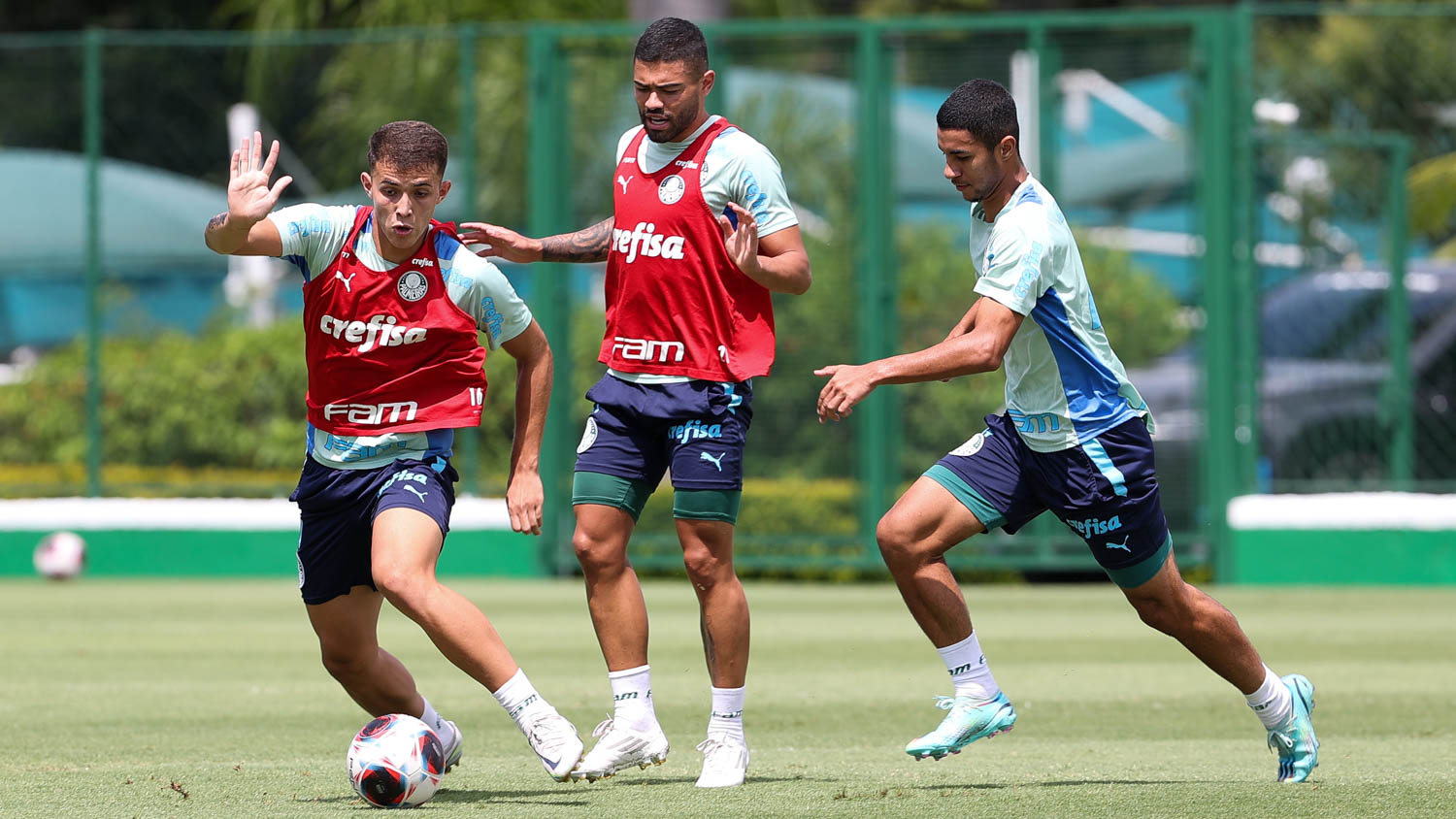 Palmeiras Agua Santa