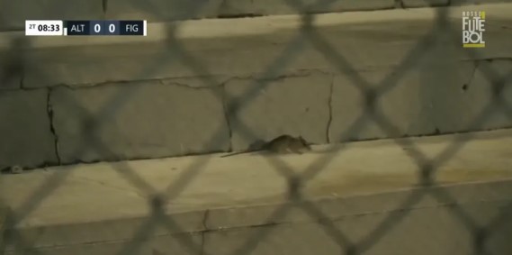 Série C: Rato aparece na arquibancada e viraliza na internet. VÍDEO