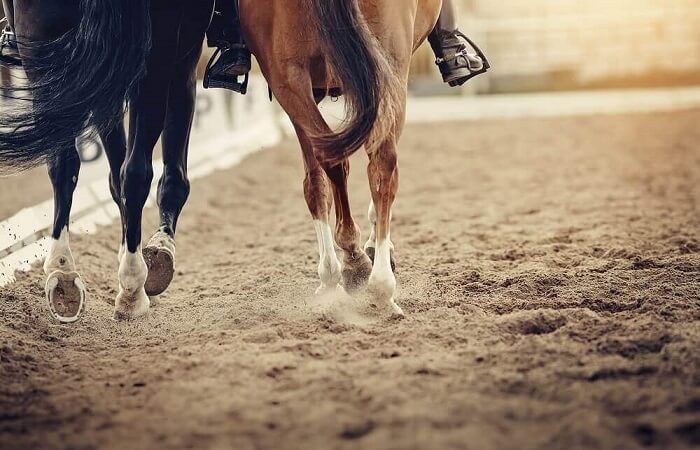 Nascido de aposta nos cavalos, histórico e sem títulos: conheça o