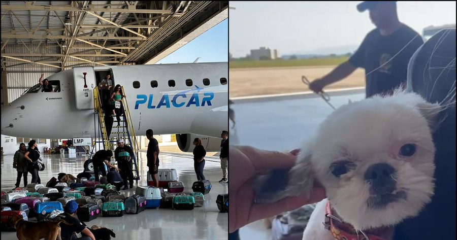 Avião de Leila Pereira resgata cerca de 100 animais no Rio Grande do Sul 1 Leila Aviao