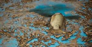 Após enchente, Grêmio inicia a limpeza da arena e encontra peixe no gramado