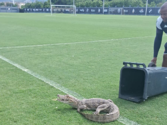 Jacare invade CT do Vasco no Rio 1