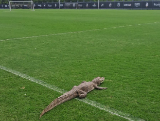 Jacare invade CT do Vasco no Rio