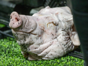 Cabeça de porco foi jogada dentro do estádio horas antes de Corinthians x Palmeiras