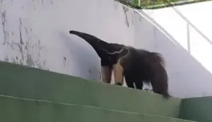 Paulistão A4 Rivalo: Tamanduá aparece no estádio do Tanabi durante preparação